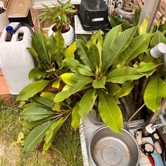 プルメリア 枝木