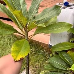 プルメリア 枝木の画像