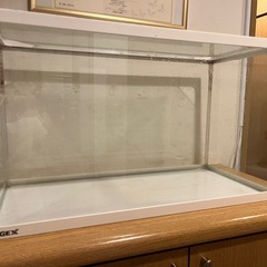来週まで！水槽60×40