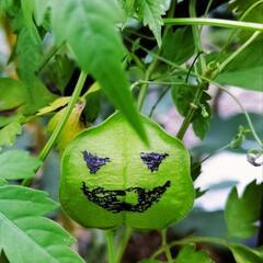 ハロウィンバ〜ジョン【フウセンカヅラ】　の画像