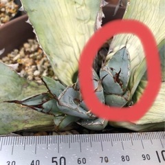 アガベ　チタノタ　ホワイトアイス　胴切り子株の画像