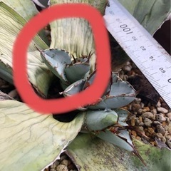 アガベ　チタノタ　ホワイトアイス　胴切り子株の画像