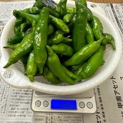【訳あり】　ししとう