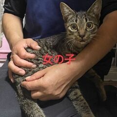 お願いします(⋆ᴗ͈ˬᴗ͈)”半年になる子猫達(3匹)です𓂃𓂂ꕤ*.ﾟ - 日立市
