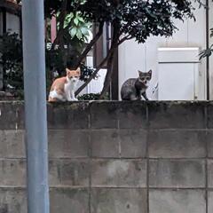 野良猫について