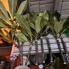 プルメリア 枝木の画像