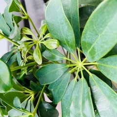 カポック 観葉植物 生活雑貨 家庭用品 ガーデニング
