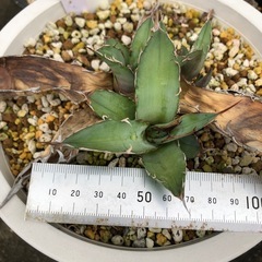 アガベ　チタノタ　ブルー　胴切り子株
