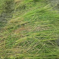 2025 メダカ めだか 冬越しに 野菜 果物 正月 しめ縄 などにの画像