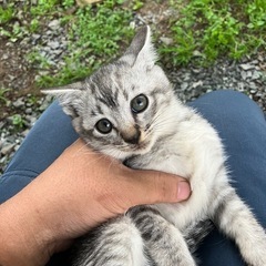 サバトラ　子猫　メス　決まりました