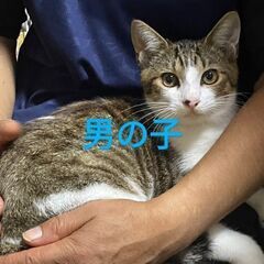 お願いします(⋆ᴗ͈ˬᴗ͈)”半年になる子猫達(3匹)です𓂃𓂂ꕤ*.ﾟ