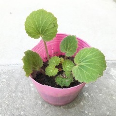 ユキノシタ 
ポット苗