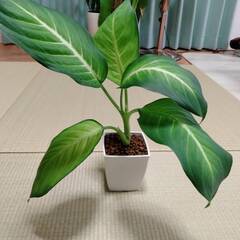 観葉植物 ディフェンバキア 高さ約35ｃｍ