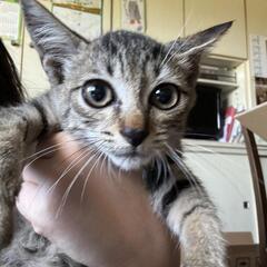 2ヵ月くらいのオスの子猫ちゃん