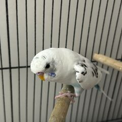 手乗りインコもらってくれる方