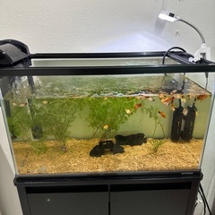 熱帯魚　ミッキーマウスプラティ　60cm 　水槽付き