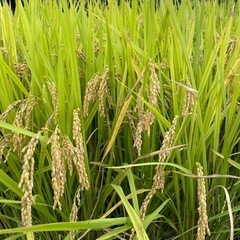 山間地令和６年新米きぬむすめ玄米30kg