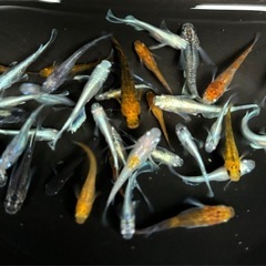🐟④ミックスメダカ 30匹+おまけ🐟