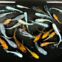 🐟⑤ミックスメダカ 30匹+おまけ🐟