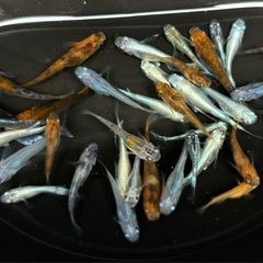 🐟⑥ミックスメダカ 30匹+おまけ🐟