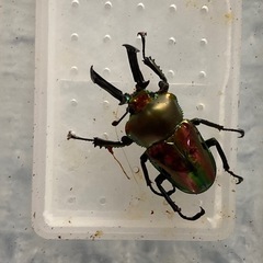 格安！！ニジイロクワガタ【オス1匹メス1匹】の画像