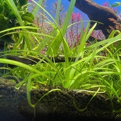 10/6投稿 水草 ピグミーチェーンサジタリア水中葉5株の画像