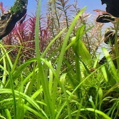 10/6投稿 水草 ピグミーチェーンサジタリア水中葉5株の画像