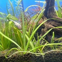 10/6投稿 水草 ピグミーチェーンサジタリア水中葉5株