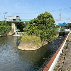 用水路で個体探したい奴