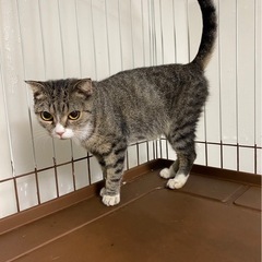 足長さん