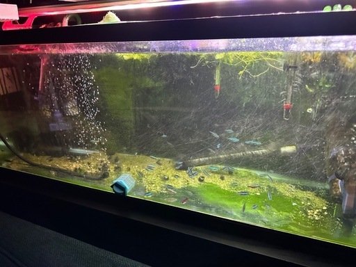 熱帯魚＋2215セット＋水槽台
