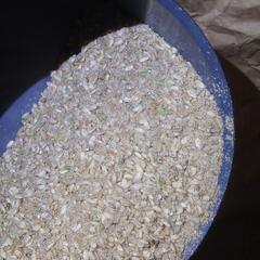  令和6年 脱穀時 未熟米 くず米 小米 玄米24kgの画像