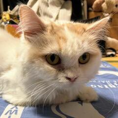ベタベタに甘えん坊なスコティッシュフォールドの女の子です