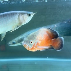 熱帯魚