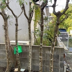 庭木、植木、庭石