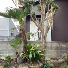 庭木・植木・庭石
