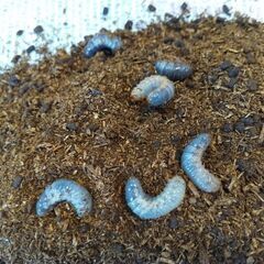 カブトムシ幼虫譲ります