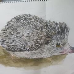 ハリネズミ3頭います。