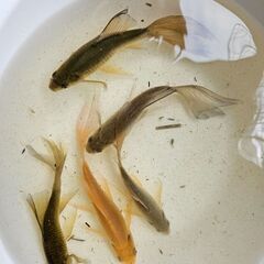鉄魚①🐟【決まりました】の画像