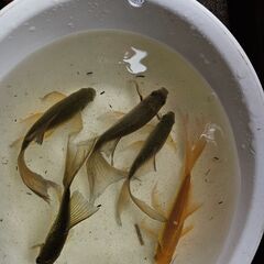 鉄魚①🐟【決まりました】