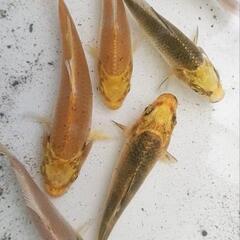 庭池で生まれた錦鯉　あげます