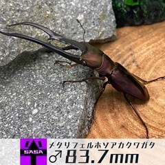 メタリフェルホソアカクワガタ　ペア