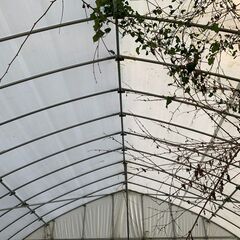 ビニールハウス　パイプハウス一式及び白ビニール　解体及び運搬をお願いします　W×L＝ 約　5.4m×5ｍ　アーチ部材は25φ　（東側）の画像