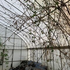 ビニールハウス　パイプハウス一式及び白ビニール　解体及び運搬をお願いします　W×L＝ 約　5.4m×5ｍ　アーチ部材は25φ　（東側）の画像