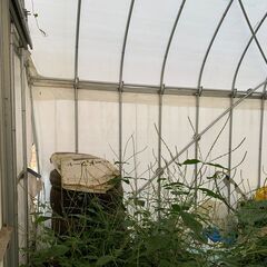 ビニールハウス　パイプハウス一式及び白ビニール　解体及び運搬をお願いします　W×L＝ 約　5.4m×5ｍ　アーチ部材は25φ　（東側）の画像