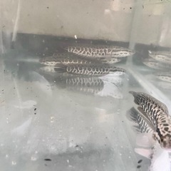 熱帯魚 スネークヘッド タイワンドジョウ カムルチー 古代魚 淡水魚