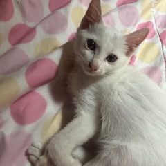 ⭐︎仔猫の里親さん募集⭐︎写真追加しました