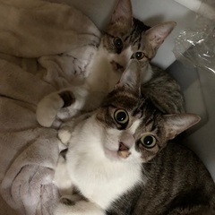 里親募集