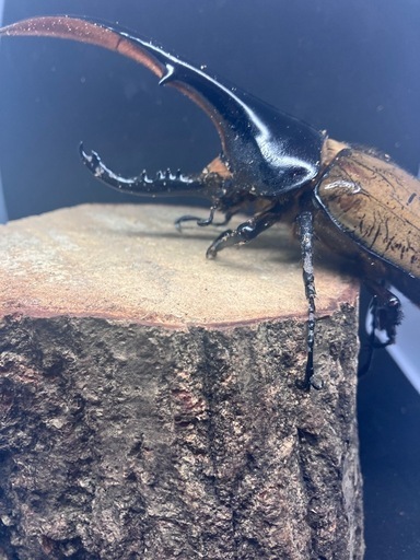 D・Hヘラクレス ペア　（外国産カブトムシ）