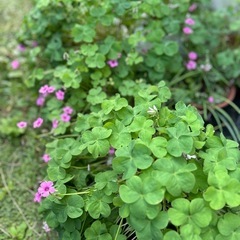 
植物　花 カタバミ　